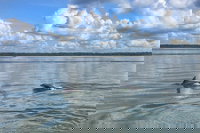 Hilton Head Morning Dolphins  Donuts Cruise