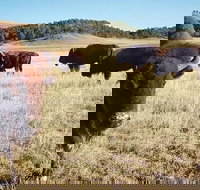 Private Mt Rushmore  Southern Black Hills Tour - Accommodation Los Angeles