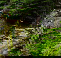 Sea Kayak and Mountain Bike Adventure near Olympic National Park - Accommodation Los Angeles