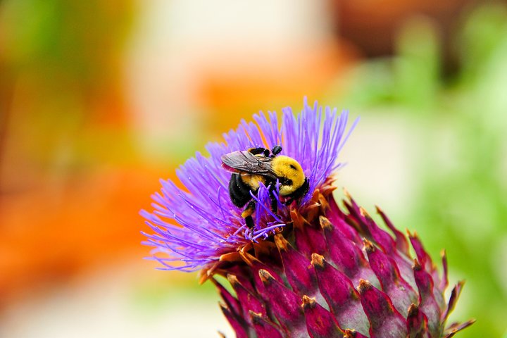 Green Places, For GROUPS Of 10-16 - thumb 4