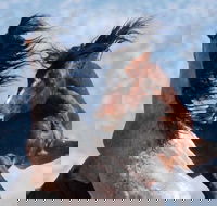 Red Canyon Wild Mustang Tour 530pm. - Accommodation Los Angeles