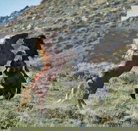 Red Canyon Mustang Tour 830am. - Accommodation Los Angeles