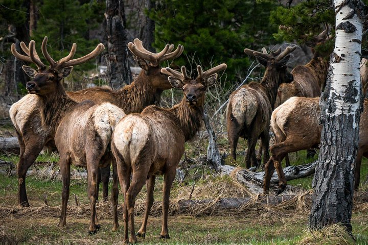 Scenic Sunrise Tour Of Grand Teton National Park - thumb 3
