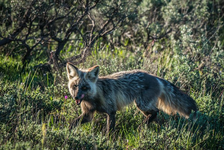 Scenic Sunrise Tour Of Grand Teton National Park - thumb 5