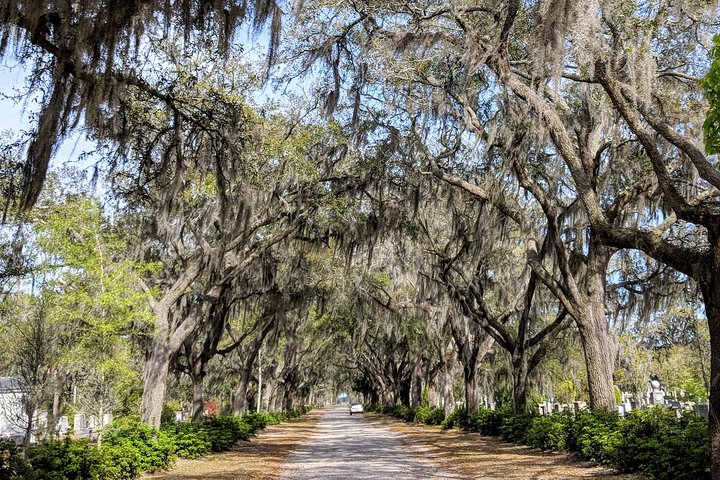 Private Tour Of Savannah's Historic District, Isle Of Hope & Bonaventure - thumb 5