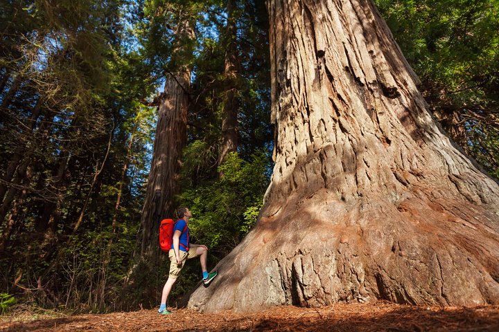 Yosemite National Park & Giant Sequoias 2-Day Semi-guided Tour (no Accom) - thumb 5