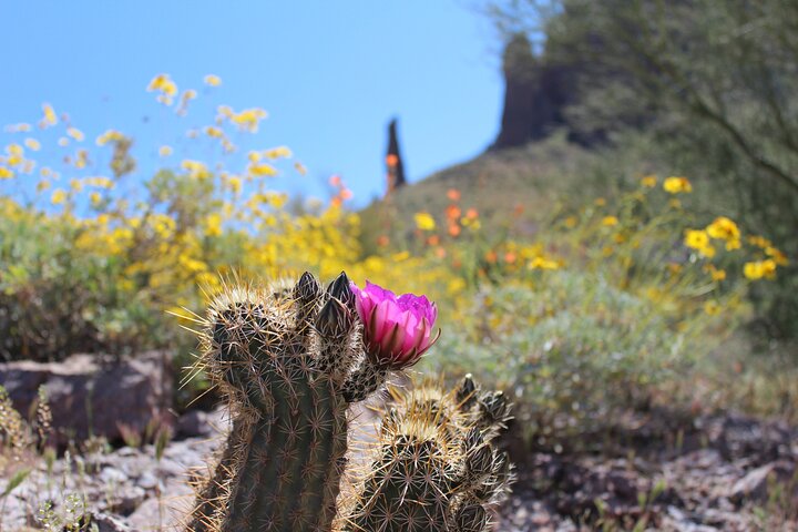 Private Half-Day Apache Trail Tour With Pickup - thumb 0