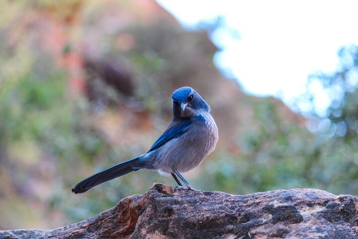 Private Half-Day Apache Trail Tour With Pickup - thumb 1