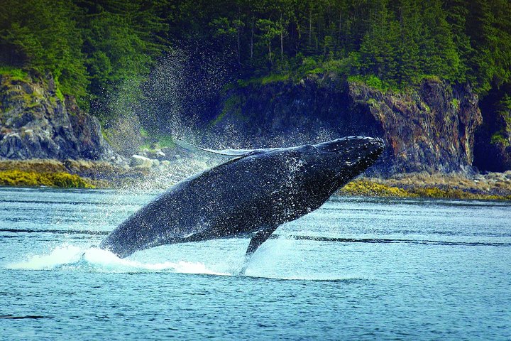 Juneau Whale Watching And Salmon Bake - thumb 2